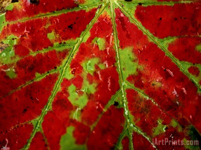 Close View of an Autumn Leaf painting - Raymond Gehman Close View of an Autumn Leaf Art Print
