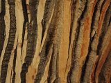 A Close View of Wind Rustled Maiden Grass Prints - Close View of Bark on an Old Growth Cottonwood Tree by Raymond Gehman