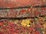 A Close View of Wind Rustled Maiden Grass Prints - Close View of Fall Foliage And a Lichen Covered Rowboat by Raymond Gehman