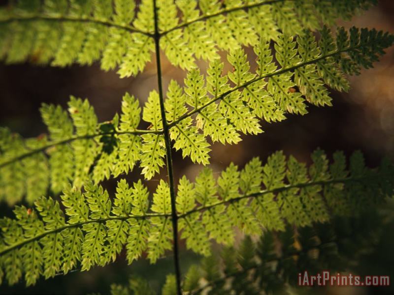 Raymond Gehman Close View of of a Fern Frond with Spores on It Art Print
