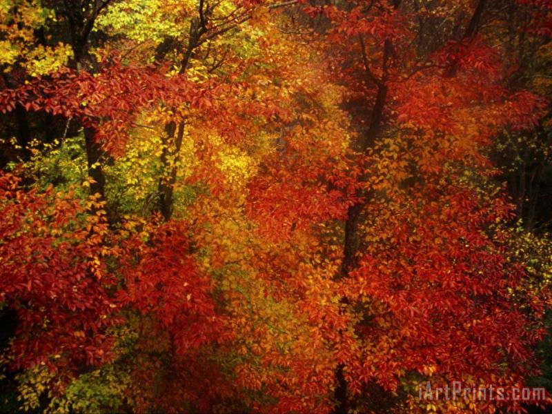 Colorful Beech Trees in a Foggy Rain painting - Raymond Gehman Colorful Beech Trees in a Foggy Rain Art Print