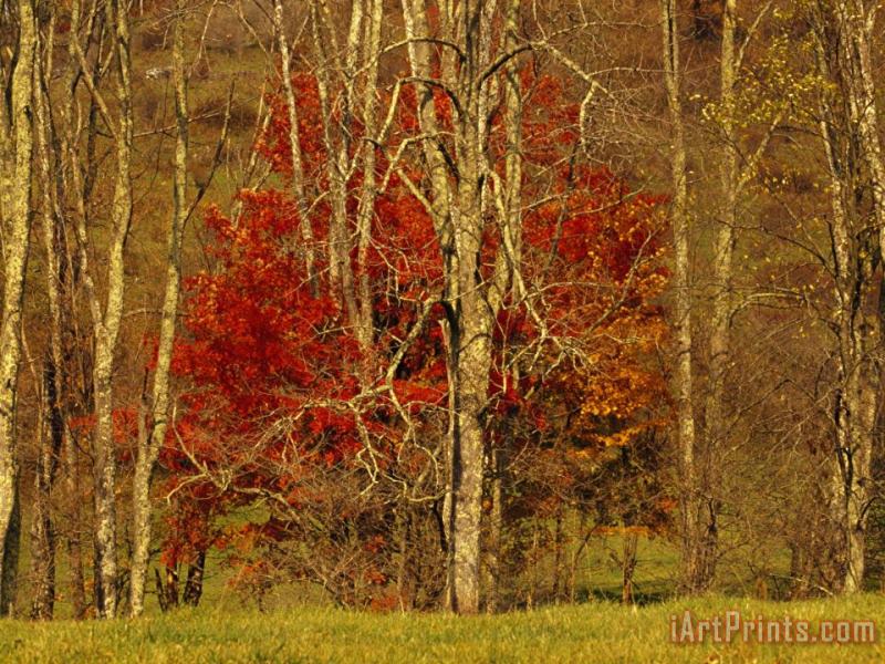 Raymond Gehman Colorful Maple Tree in Autumn Hues in The Tree Line at Field's Edge Art Painting