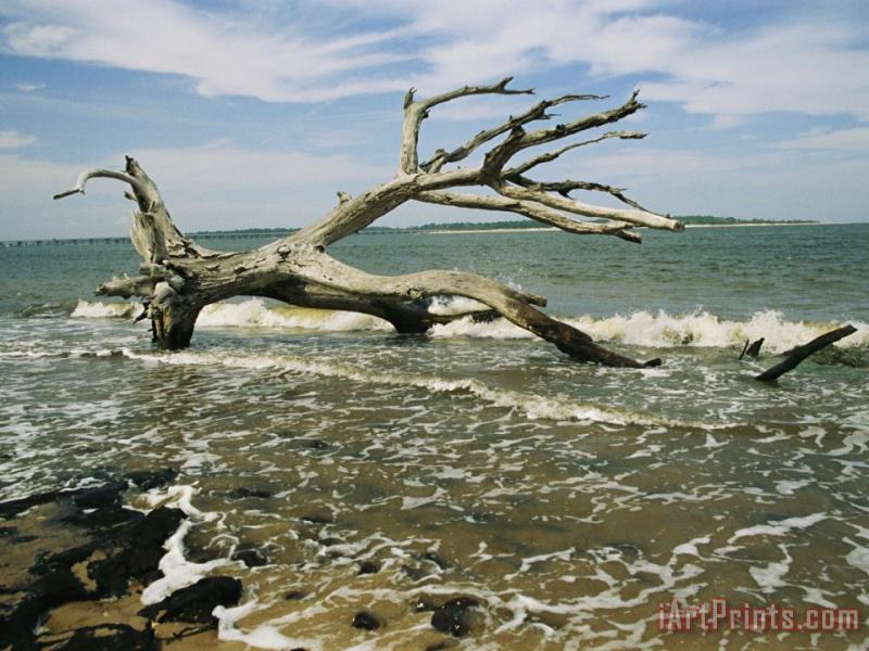 Dead Tree And Beach Erosion Along The Coast painting - Raymond Gehman Dead Tree And Beach Erosion Along The Coast Art Print