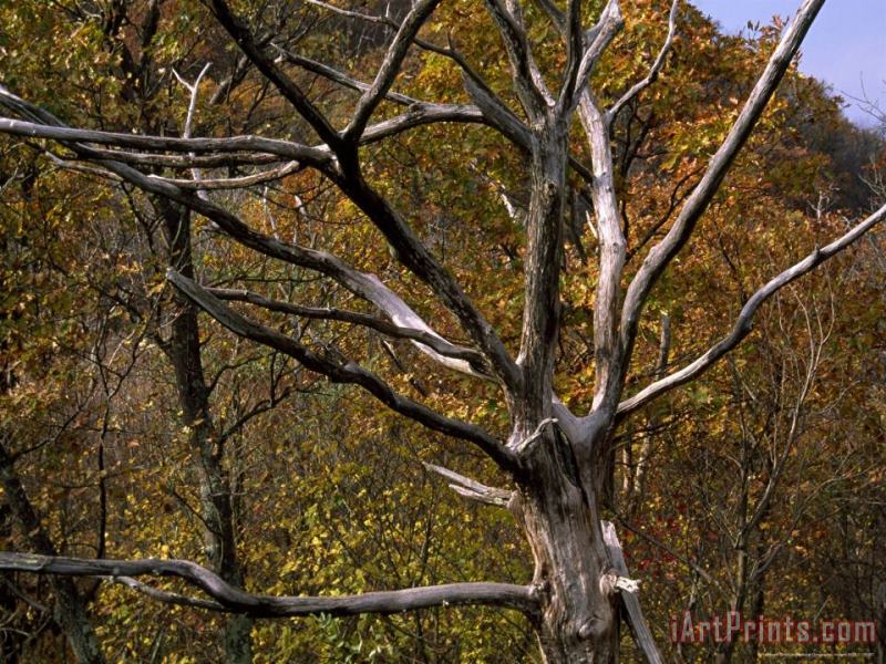 Raymond Gehman Dead Tree Snag with Autumn Hued Trees Around It Art Painting