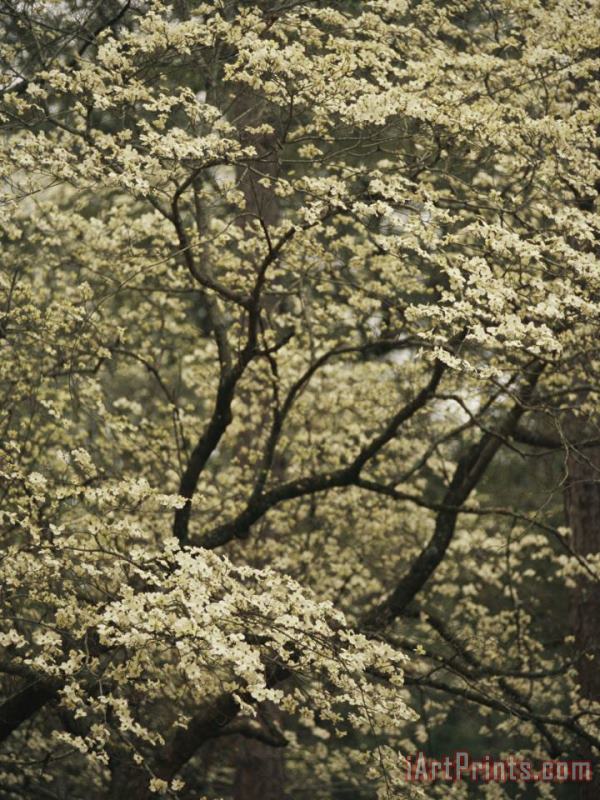 Raymond Gehman Delicate White Blossoms Fill a Dogwood Tree in The Spring Art Painting