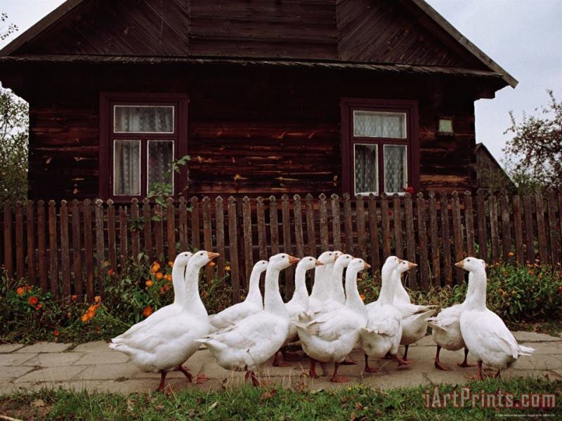 Domestic Geese on a Street in Bialowieza painting - Raymond Gehman Domestic Geese on a Street in Bialowieza Art Print