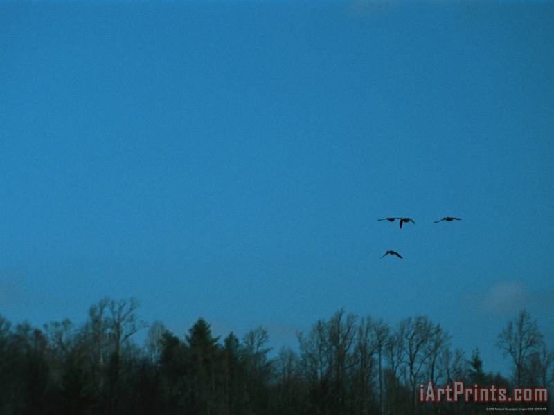 Raymond Gehman Ducks Fly Above The James River in Virginia Art Painting