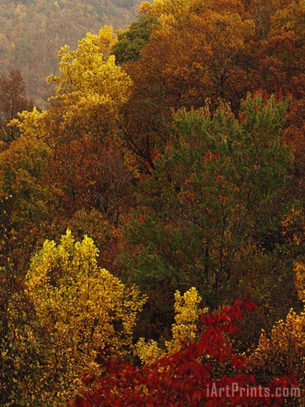 Elevated View of a Stand of Forest in Autumn Hues painting - Raymond Gehman Elevated View of a Stand of Forest in Autumn Hues Art Print