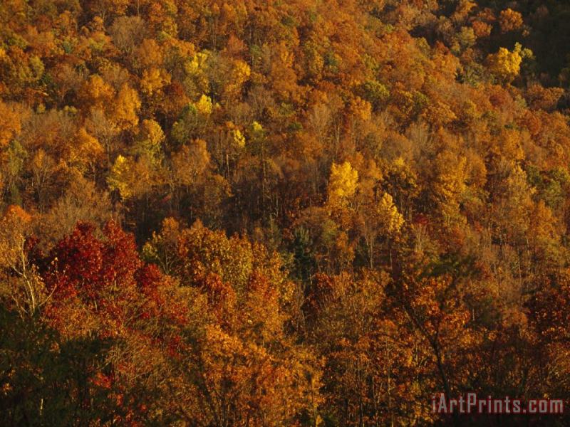 Raymond Gehman Elevated View of Forest Stand of Oaks And Maples in Autumn Hues Art Print