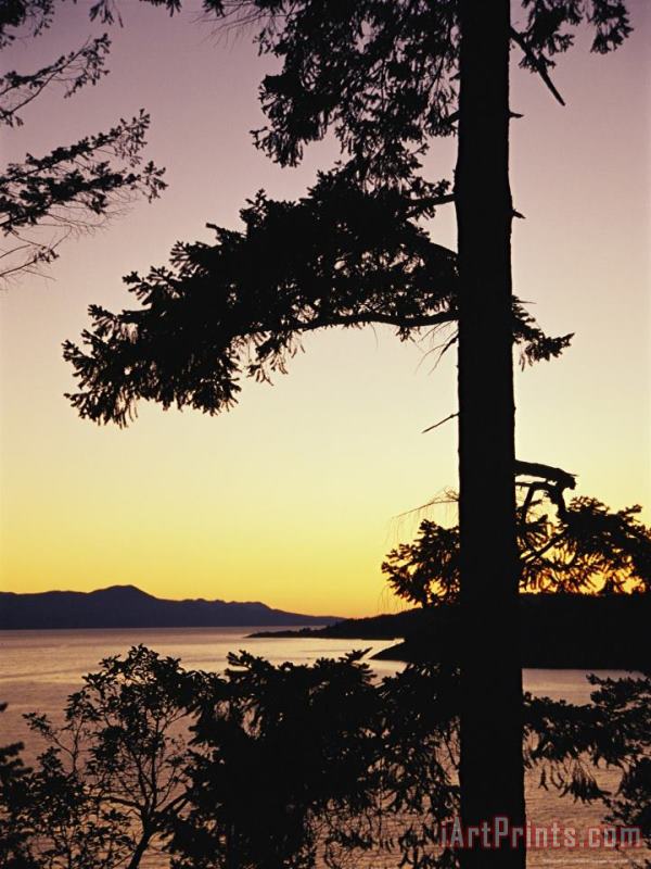 Raymond Gehman Evergreen Trees Are Silhouetted Against Water at Twilight Art Print