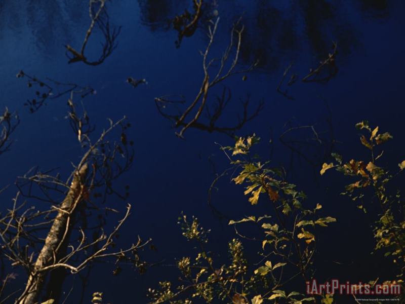 Raymond Gehman Fallen Sweet Gum Tree Lying in The Dismal Swamp Canal Art Painting