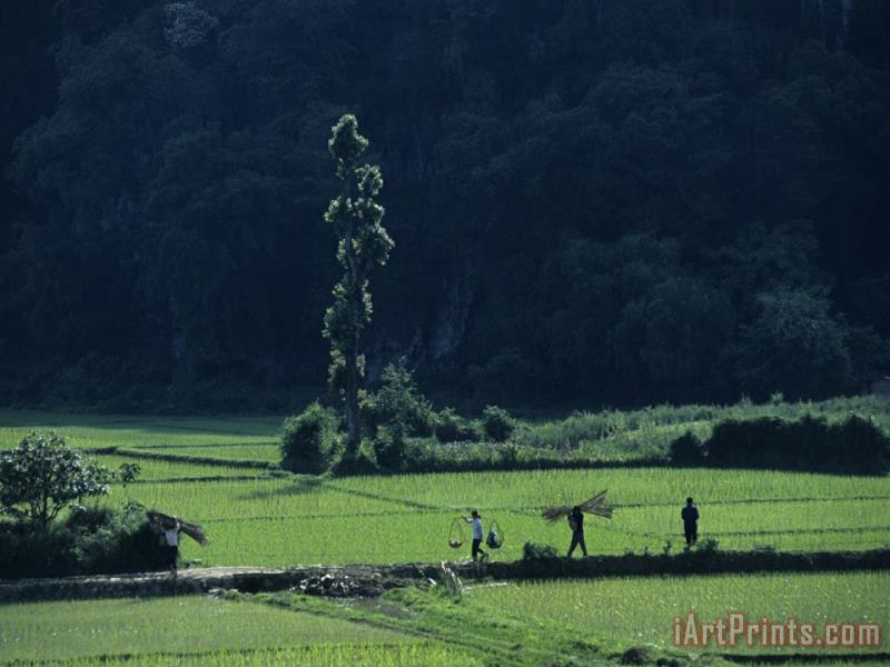 Raymond Gehman Farmers Between Rice Paddies Yangdi Valley Guilin Guangxi China Art Painting