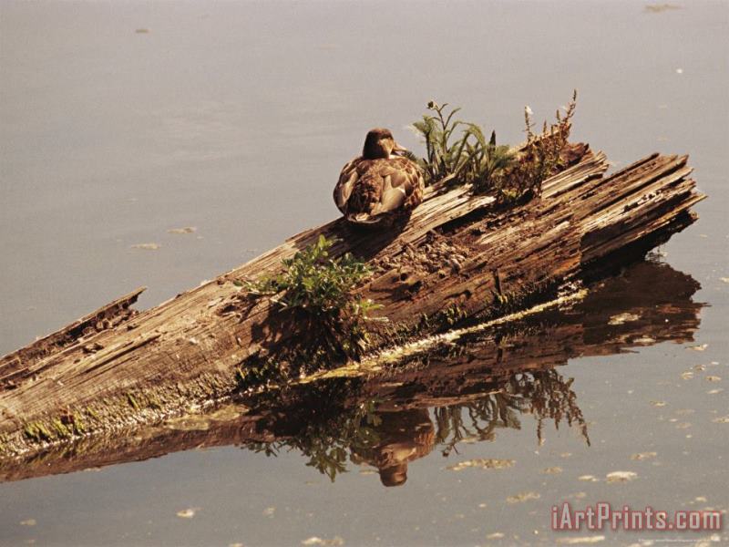 Raymond Gehman Female Mallard Anas Platyrhynchos Rests on a Submerged Log Art Painting