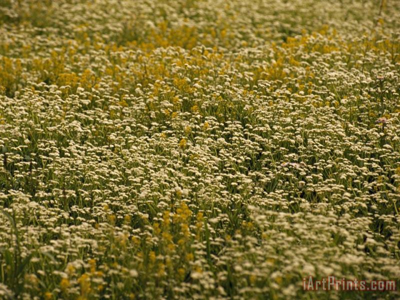 Raymond Gehman Field of Ragweed And Queen Anne's Lace in Bloom Art Print