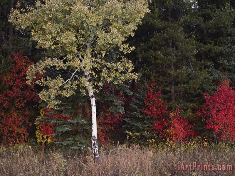 Flaming Shrubs And a Slender Quaking Aspen Glow Against a Canvas of Lodgepole Pine And Spruce painting - Raymond Gehman Flaming Shrubs And a Slender Quaking Aspen Glow Against a Canvas of Lodgepole Pine And Spruce Art Print