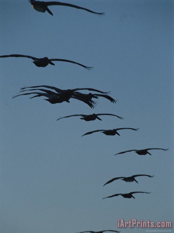 Flock of Brown Pelicans Flying in Formation painting - Raymond Gehman Flock of Brown Pelicans Flying in Formation Art Print