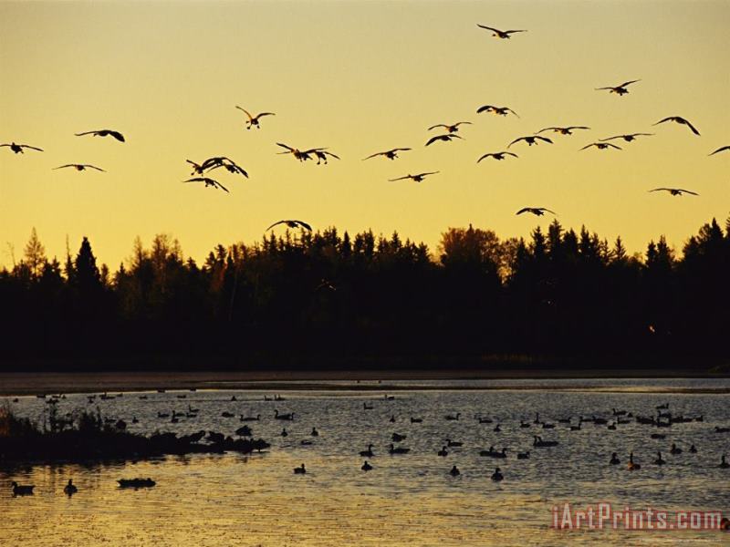 Flock of Geese Flies Over a Manitoba Lake at Sunset painting - Raymond Gehman Flock of Geese Flies Over a Manitoba Lake at Sunset Art Print
