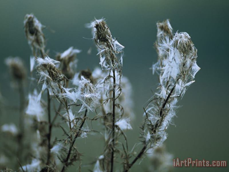 Raymond Gehman Fluff From Seed Clings to Spent Blooms And Stems of Weedy Wildflowers Art Print