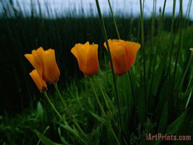 Furled California Poppy Blossoms painting - Raymond Gehman Furled California Poppy Blossoms Art Print