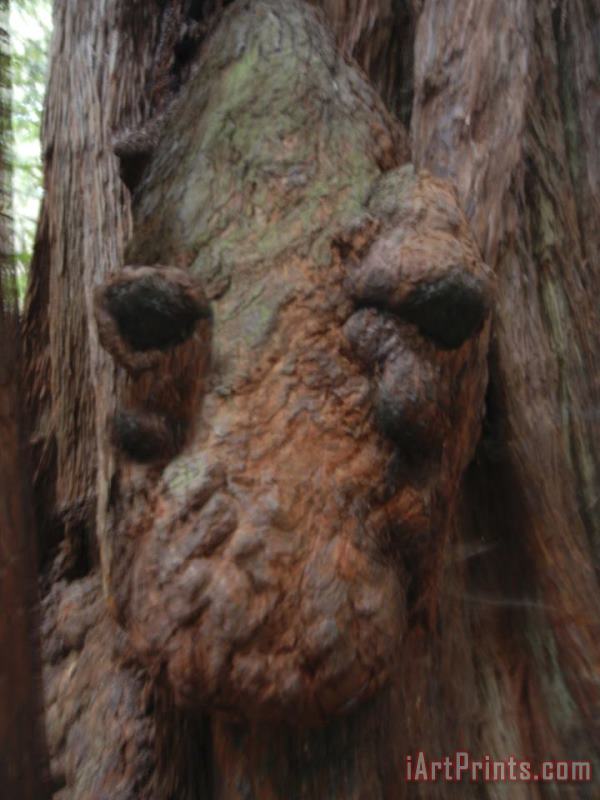 Raymond Gehman Giant Redwood Tree Knot Resembling an Alligator's Head Art Painting
