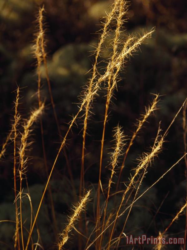 Grasses in Autumn Brown Lit with Golden Sunlight painting - Raymond Gehman Grasses in Autumn Brown Lit with Golden Sunlight Art Print