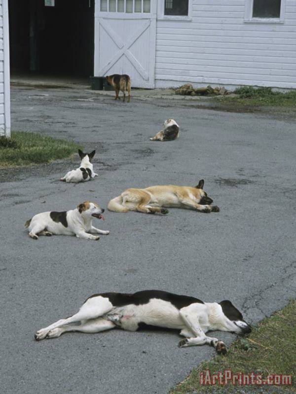 Raymond Gehman Group of Dogs Lying About on The Paved Driveway of a Farm Building Art Print
