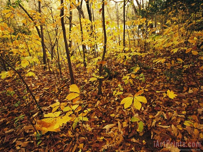 Raymond Gehman Hickory Saplings in Autumn Colors Along The Cape Fear River Art Print