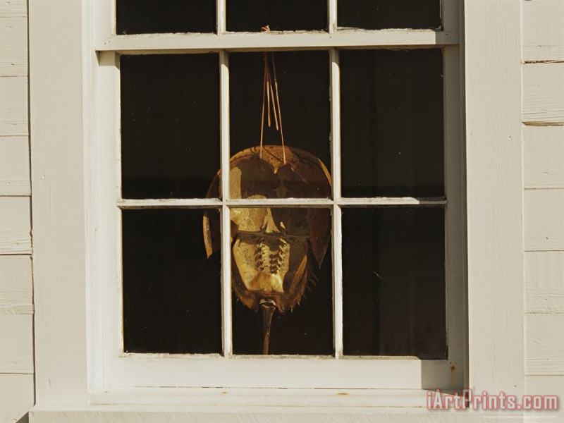 Horseshoe Crab Shell Hanging in a Window painting - Raymond Gehman Horseshoe Crab Shell Hanging in a Window Art Print