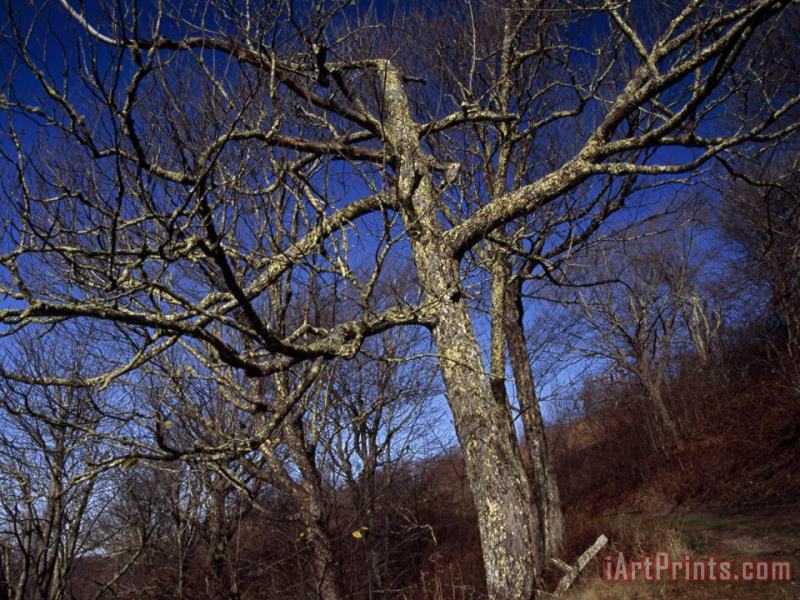 Raymond Gehman Leafless And a Dead Tree on The Trail to The Summit of Max Patch Art Painting