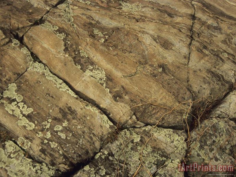 Lichens on a River Scoured Rock Formation painting - Raymond Gehman Lichens on a River Scoured Rock Formation Art Print