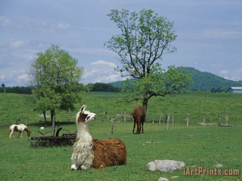 Raymond Gehman Llama Resting in a Field Near Grazing Horses Art Painting