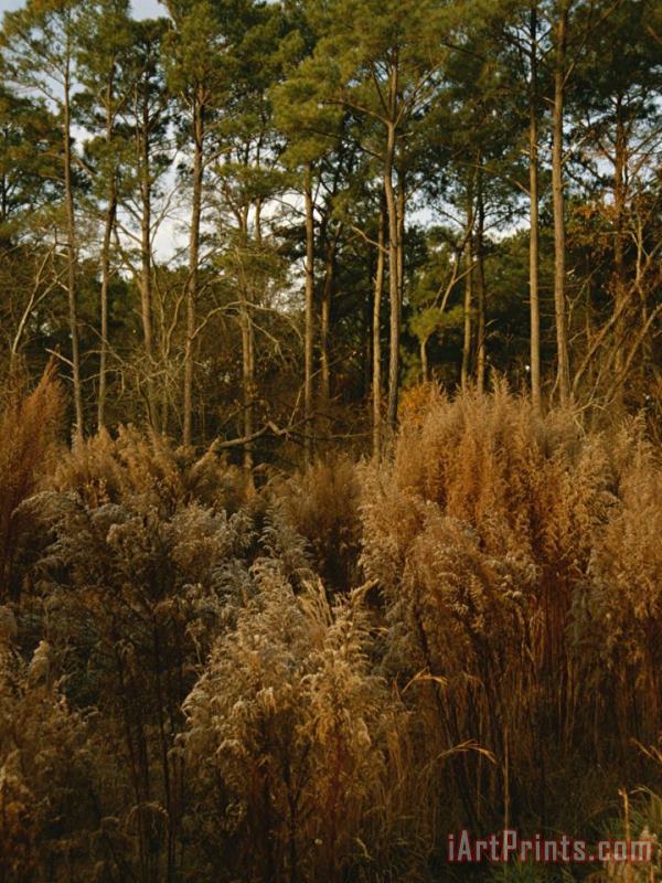 Raymond Gehman Loblolly Pines And Tall Grasses in a Maritime Forest Art Print