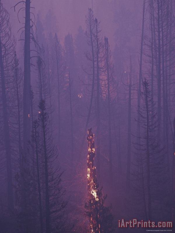 Lodgepole Pine Trees Burn And Smoulder at Twilight painting - Raymond Gehman Lodgepole Pine Trees Burn And Smoulder at Twilight Art Print