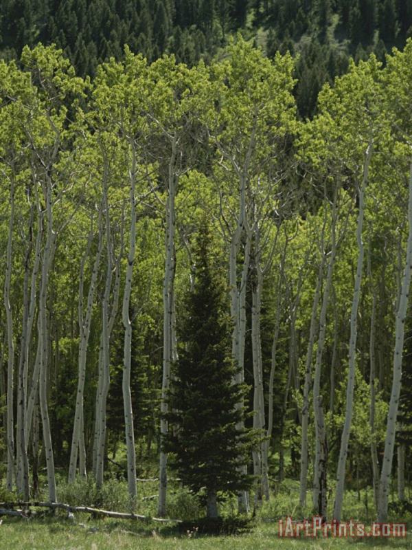 Lone Evergreen Amongst Aspen Trees with Spring Foliage painting - Raymond Gehman Lone Evergreen Amongst Aspen Trees with Spring Foliage Art Print