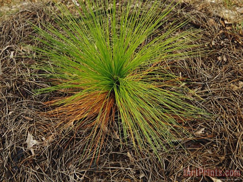 Raymond Gehman Longleaf Pine Seedling in a Bed of Fallen Needles Lake Waccamaw Is The Worlds Largest Carolina Bay Art Painting