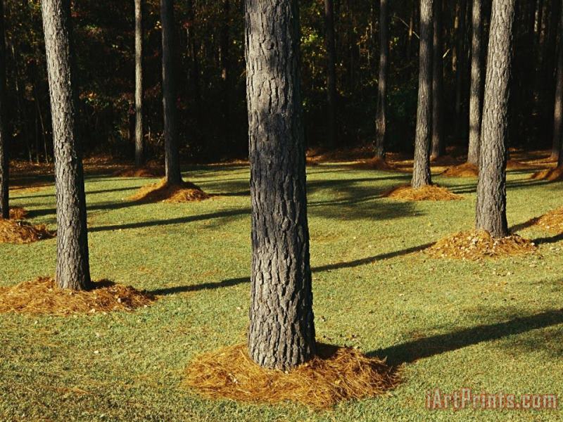 Longleaf Pine Trees Mulched with Pine Needles Along Interstate 95 painting - Raymond Gehman Longleaf Pine Trees Mulched with Pine Needles Along Interstate 95 Art Print