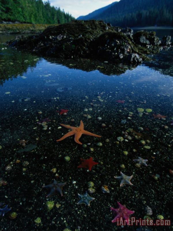Raymond Gehman Low Tide Reveals a Galaxy of Bat Stars And Other Sea Creatures Art Print
