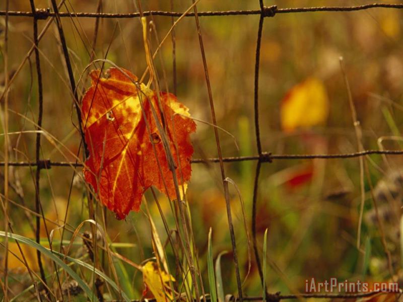 Raymond Gehman Maple Leaf in Autumn Hues Caught in a Farmer's Wire Fence Art Painting