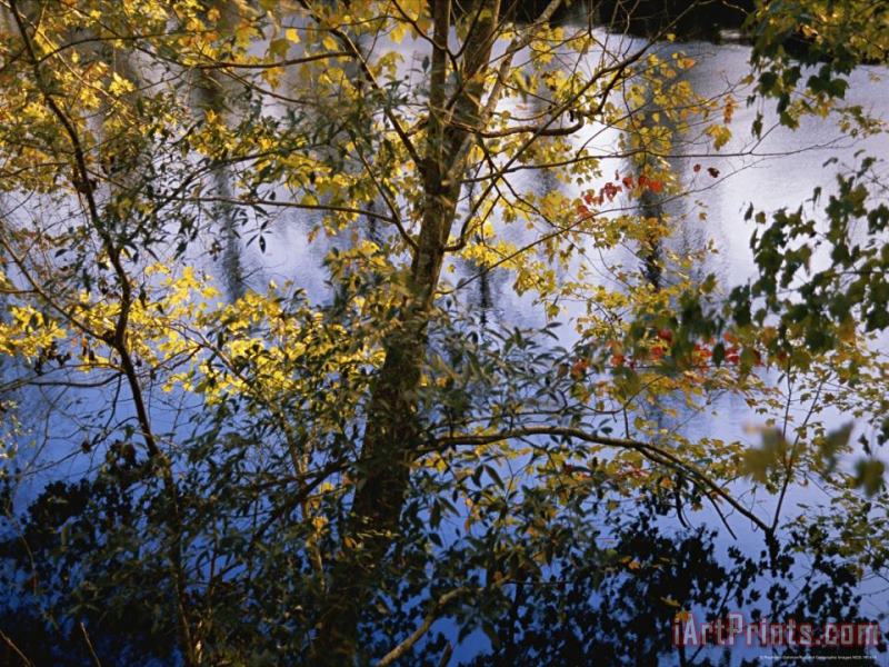 Raymond Gehman Maple Trees in Autumn Colors Along The Dismal Swamp Canal Art Print
