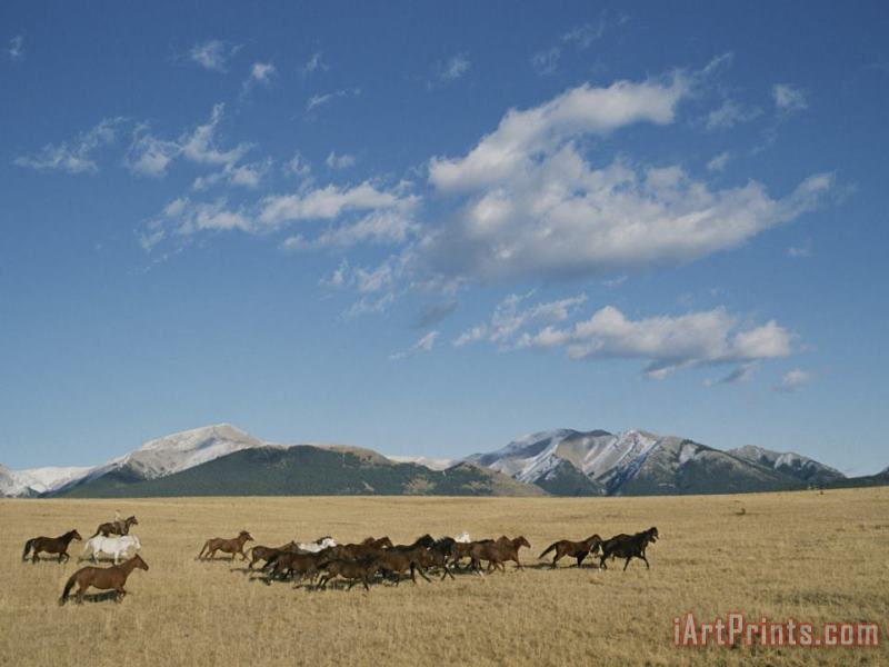 Raymond Gehman Mares Running Over The Prairie with The Rocky Mountains in Background Art Painting