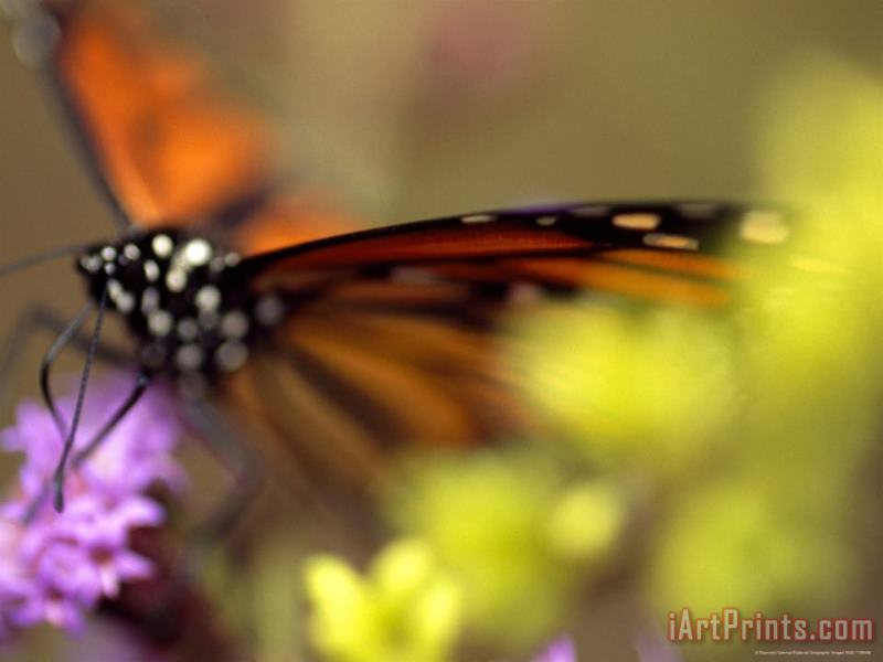 Raymond Gehman Monarch Butterfly Feeding on Wildflowers Art Print