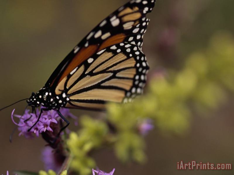 Monarch Butterfly Sipping Nectar From a Wildflower painting - Raymond Gehman Monarch Butterfly Sipping Nectar From a Wildflower Art Print