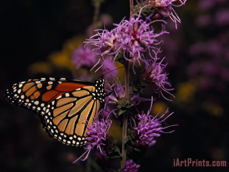 Raymond Gehman Monarch Butterfly Sipping Nectar From Wildflowers Art Print
