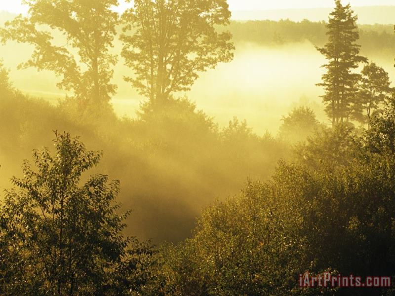 Morning Fog in a Forest Bathed in Sunlight painting - Raymond Gehman Morning Fog in a Forest Bathed in Sunlight Art Print