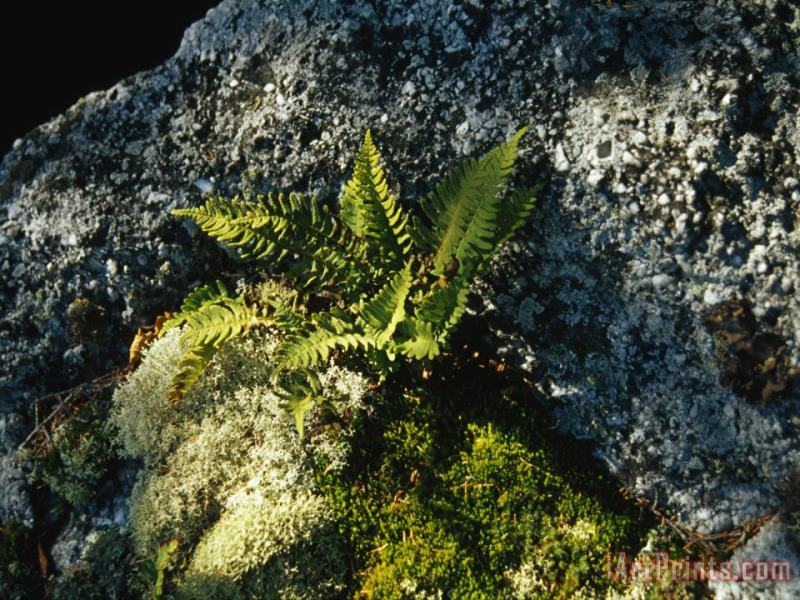 Raymond Gehman Mosses Lichens And Ferns Growing on a Large Rock Granite Art Print