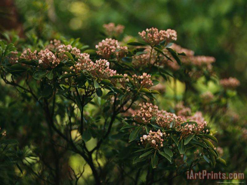 Mountain Laurel with Buds Ready to Blossom painting - Raymond Gehman Mountain Laurel with Buds Ready to Blossom Art Print