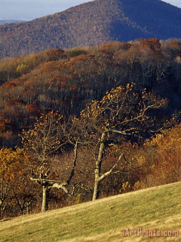 Oak Trees in an Autumn View From The West Side of Max Patch painting - Raymond Gehman Oak Trees in an Autumn View From The West Side of Max Patch Art Print
