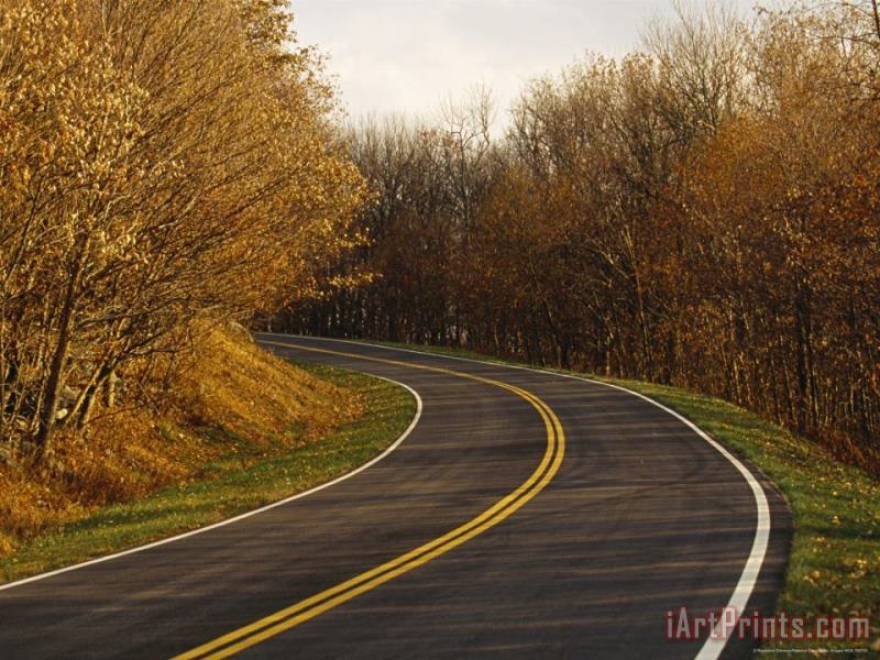 Raymond Gehman Paved Road Runs Through Trees with Autumn Foliage Art Painting