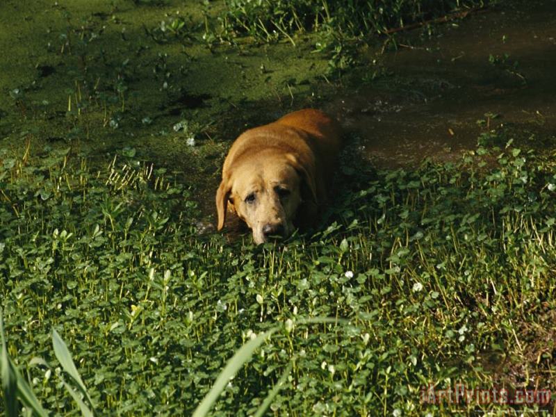 Raymond Gehman Pet Dog Takes a Dip in Swampy Water Art Print