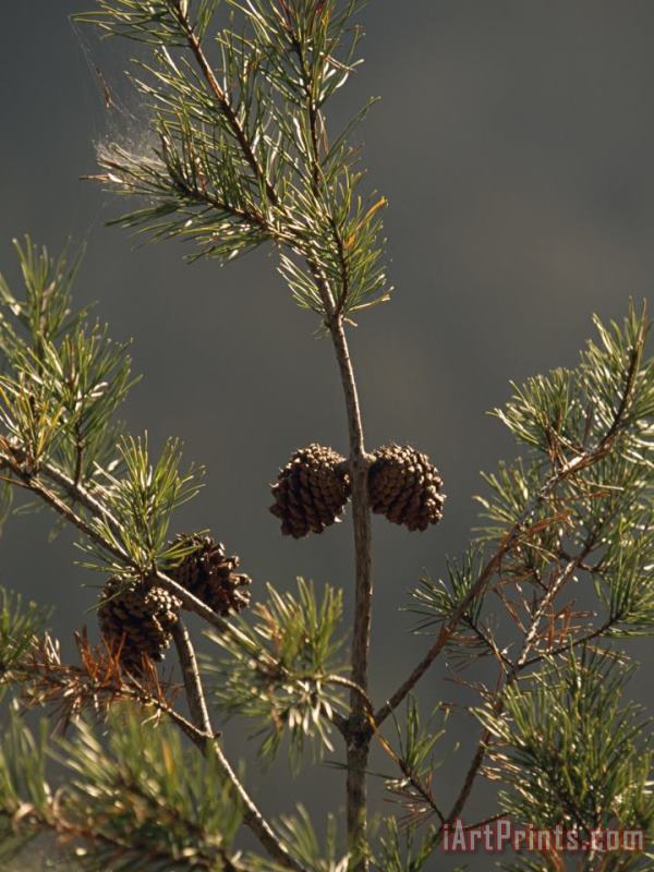 Raymond Gehman Pine Cones at The Top of a Small Pine Tree Art Painting